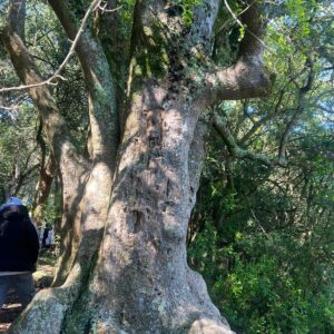 WhatsApp Image 2025-10-16 at 9.21.07 AM (2)